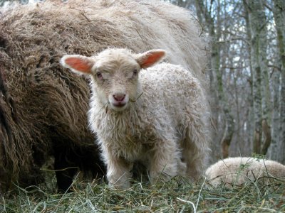 Wooly n Wild.jpg