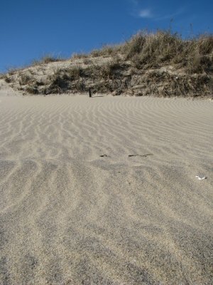Sand Dune.jpg