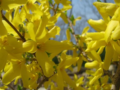 Color in my Yard.jpg