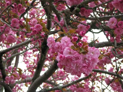 Cherry Blossoms.jpg