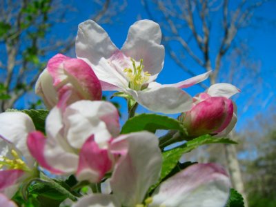 apple blossoms.jpg