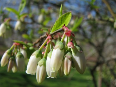 blueberry blossoms.jpg