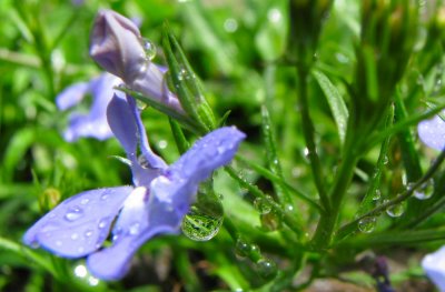 Droplets.jpg