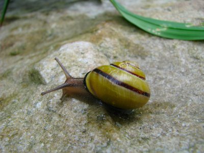 Snail and his Shell.jpg