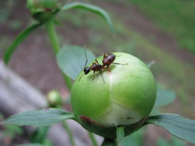 Peony Ant.jpg