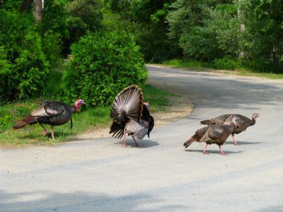 Crossing Guard.jpg