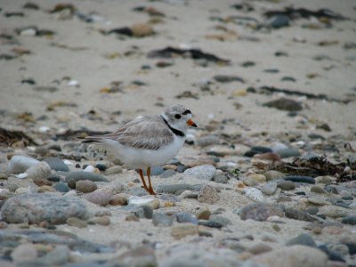 Piping Plover.jpg