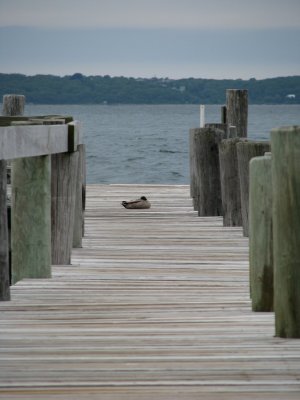 Duck Dock.jpg