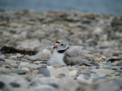 Protected Plovers.jpg