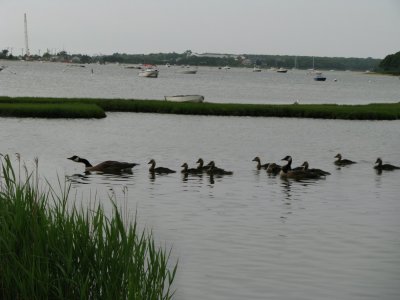 Canadian Goose Family.jpg