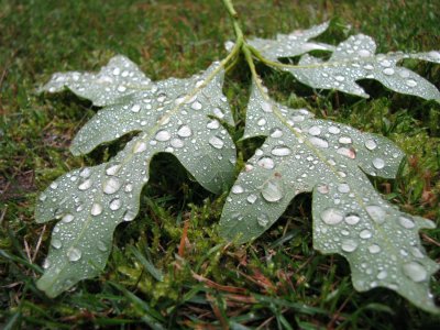 Wet Leaves.jpg