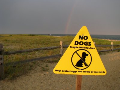 No Bird Dogs.jpg
