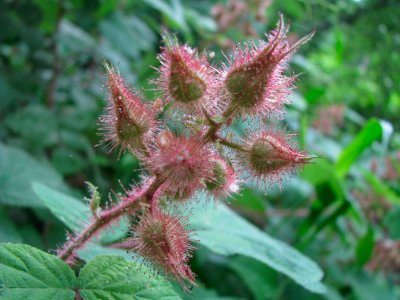 Raspberry Plant.jpg