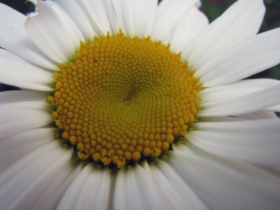 yellow n white.jpg