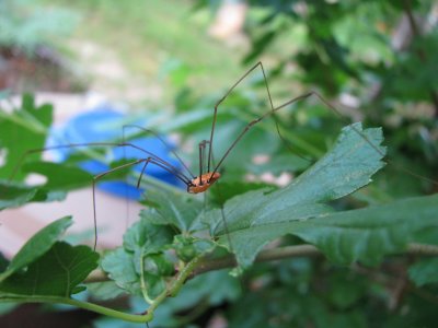 Daddy Longlegs.jpg