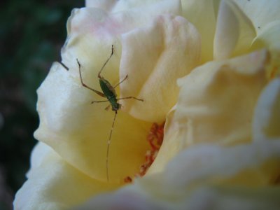RoseBug.jpg