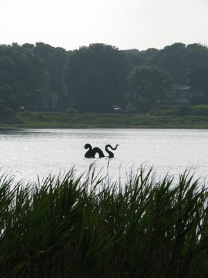 lochness?.jpg