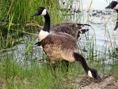 Canadian Geese.jpg