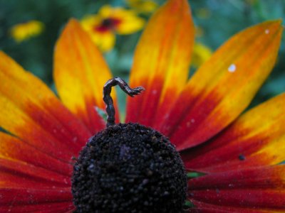 Flower Serpent.jpg