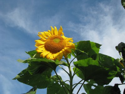 Standing Tall.jpg