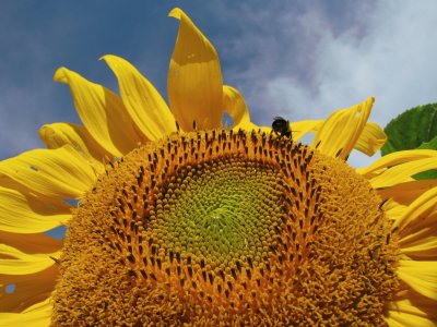 Pollen Heaven.jpg