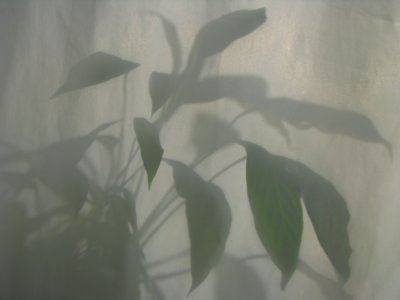More Shadows.jpg