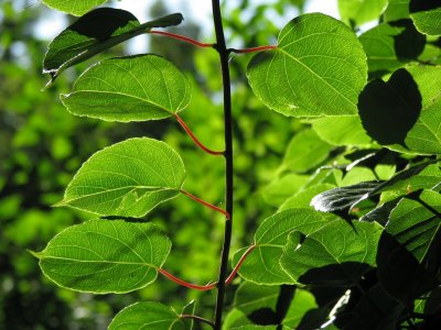 Kiwi Leaves.jpg