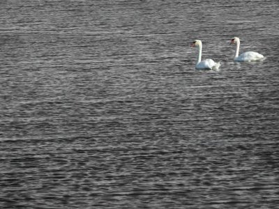Pair o Swans.jpg