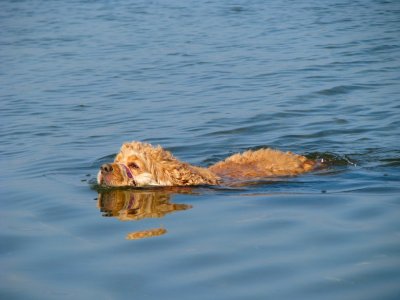 Dog Paddle.jpg