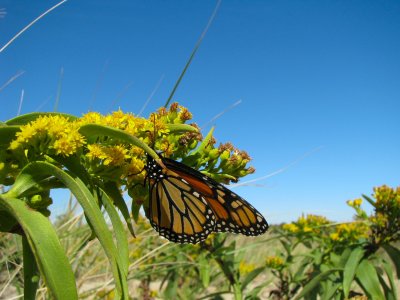 Monarch.jpg