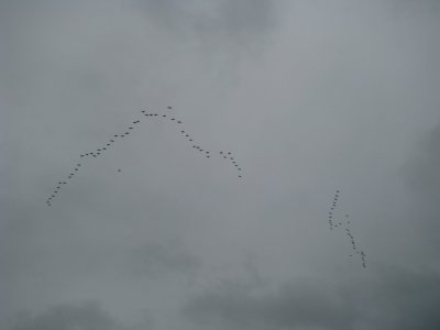 Get Back in Formation.jpg