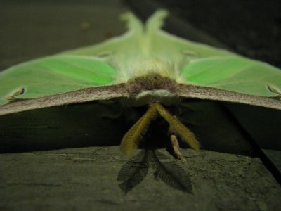Mothra.jpg