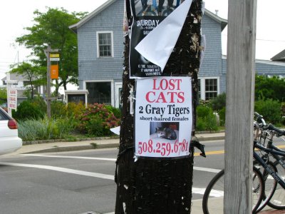 Lost Cats.jpg