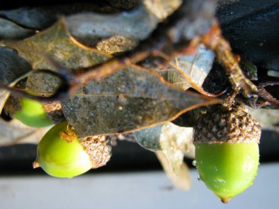 Acorns Everywhere.jpg