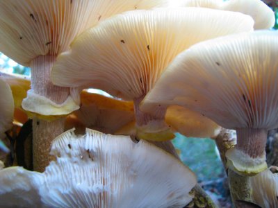 Under the Mushroom.jpg