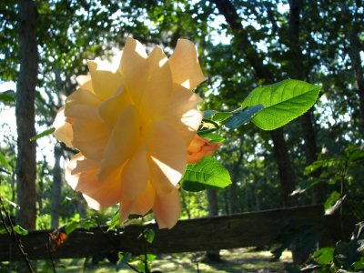 Morning Rose.jpg