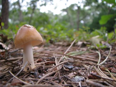 Another Mushroom.jpg
