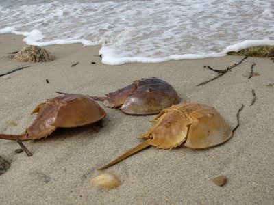 Horseshoe Crabs.jpg