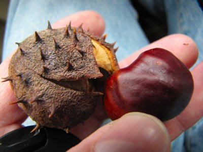 Thorny Chestnut.jpg