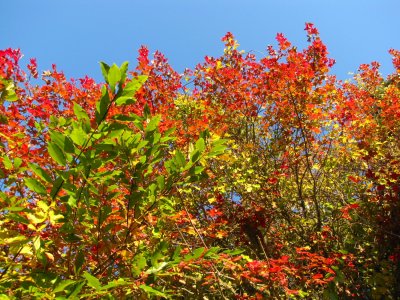 Colours of Autumn.jpg