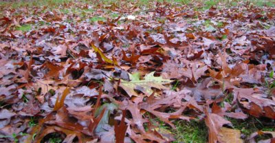 Oak Leaves.jpg