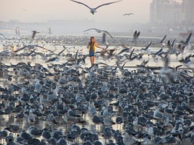 Seagull Chaser.jpg