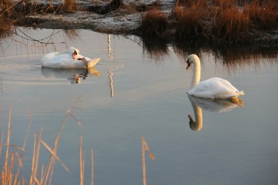 Swan Test One.jpg