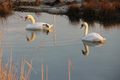 Swan Test Two.jpg