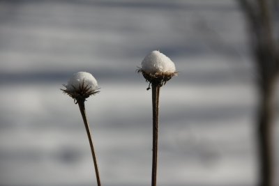 Snowball Flowers.jpg