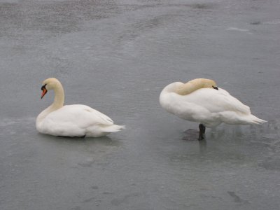 Swans on Ice.jpg