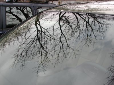 Trees on Cars.jpg