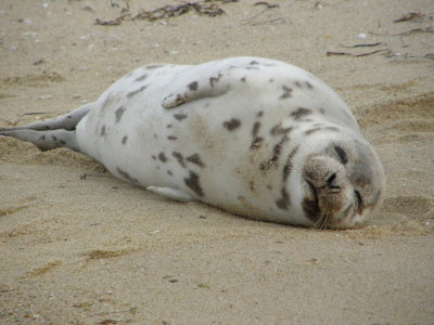 Baby Harp Seal.jpg