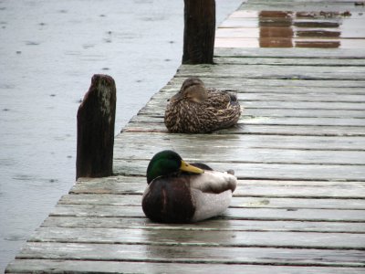 Duck Dock.jpg