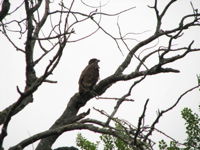 IMG_6069a.jpg